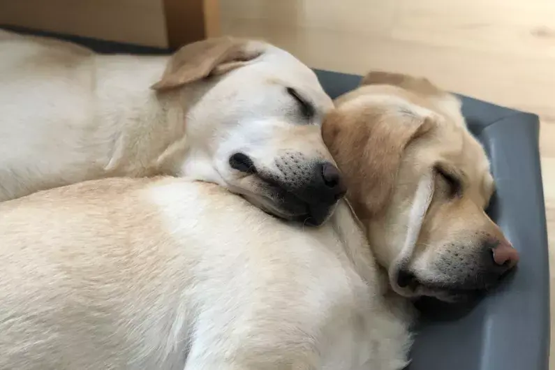 Dogs sleeping